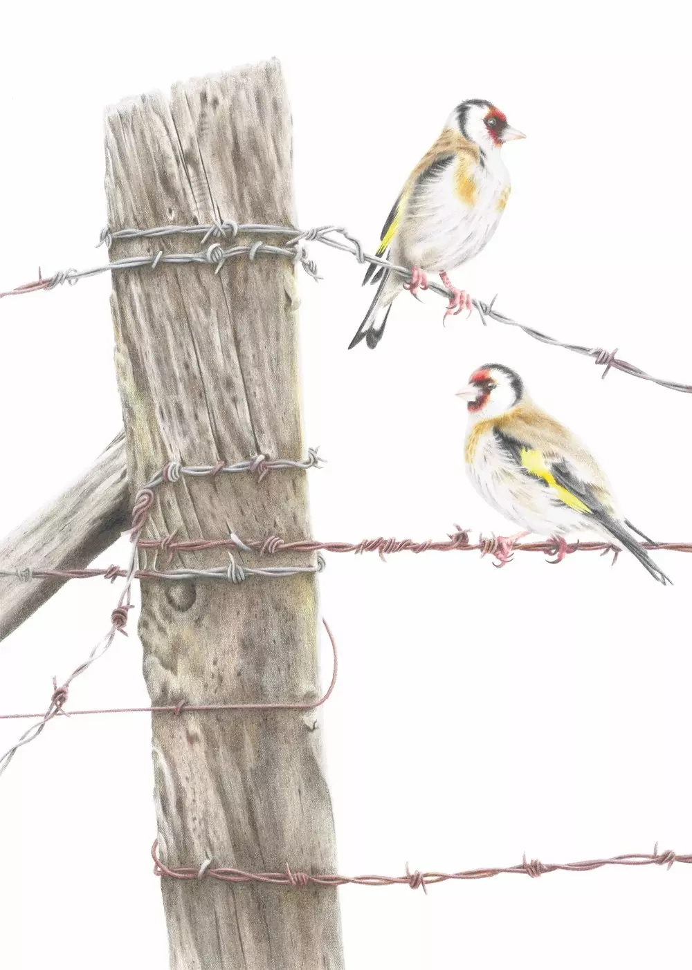Goldfinch Coloured Pencil Illustration